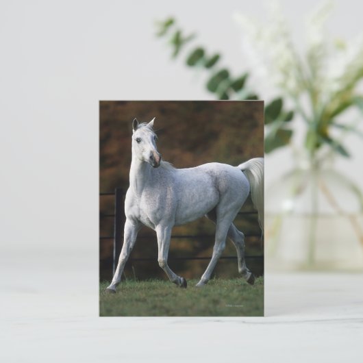 Arabische paarden aan het rijden 1 briefkaart (Staand voorkant)