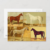  Arabische paarden - collage Briefkaart (Voorkant / Achterkant)