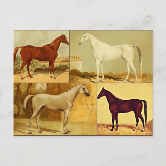  Arabische paarden - collage Briefkaart (Voorkant)