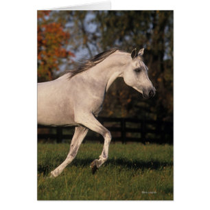 Arabische paarden: herfst. 2