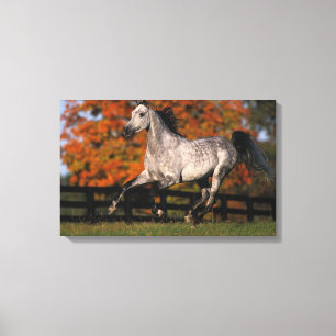 Arabische paarden: najaar 1 canvas afdruk