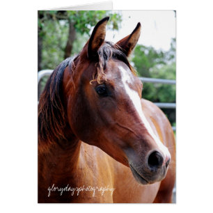arabische paardenkop, glorydayfotografie
