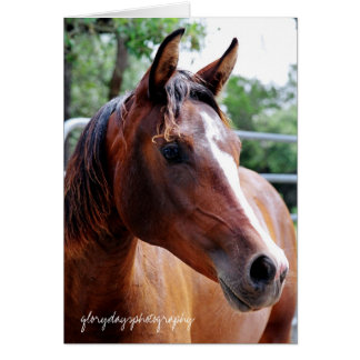 arabische paardenkop, glorydayfotografie