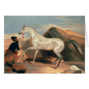 Arabische Stallion