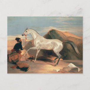Arabische Stallion Briefkaart