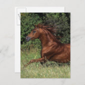 Arabische Stallion in de gras Briefkaart (Voorkant / Achterkant)