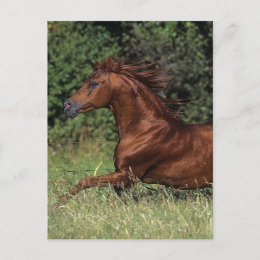Arabische Stallion in de gras Briefkaart (Voorkant)