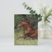 Arabische Stallion in de gras Briefkaart (Staand voorkant)