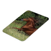 Arabische Stallion in de gras Magneet (Linkerzijde)