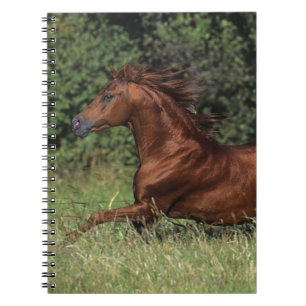 Arabische Stallion in de gras Notitieboek