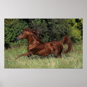 Arabische Stallion in de gras Poster