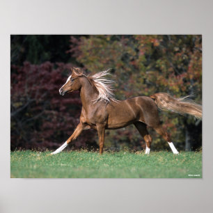 Arabische Stallion stromend mane en staart Poster