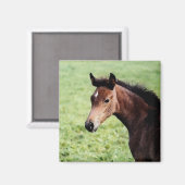 Arabische veulen magneet (Voorkant / Achterkant)