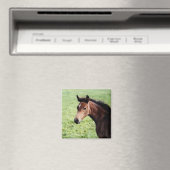 Arabische veulen magneet (Insitu (Vaatwasser))