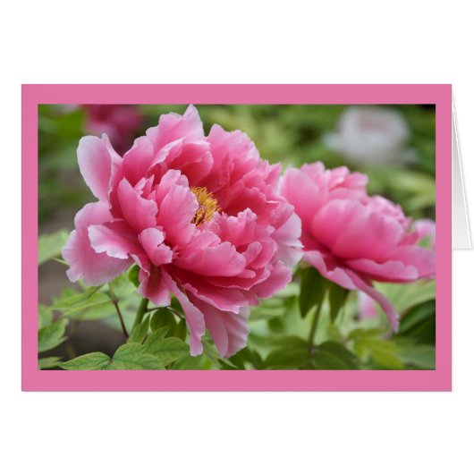 Arachides roses florales Fleur Blu (Devant Horizontal)