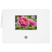 Arachides roses florales Fleur Blu (Dos Horizontal)