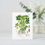 Arachis hypogaea (Peanut) Briefkaart (Staand voorkant)