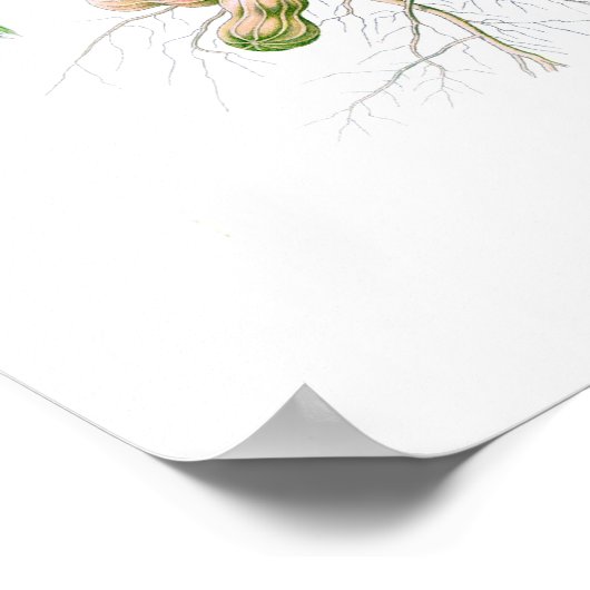 Arachis hypogaea (Peanut) Poster (Hoek)