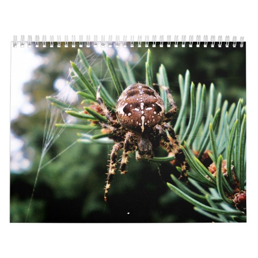 Arachnida Kalender (Hoes)