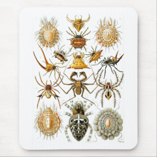 Arachnida (Spinnen), het Fijne Art. van Ernst Muismat