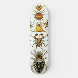 Arachniden door Ernest Haeckel  illustratie Skateboard