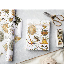 Arachniden door Haeckel spinnenillustratie