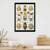 Arachniden door het poster Ernest Haeckel (Keuken)