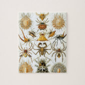 Arachniden van Ernst Haeckel, Spinnen Legpuzzel (Verticaal)