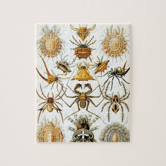 Arachniden van Ernst Haeckel, Spinnen Legpuzzel (Verticaal)