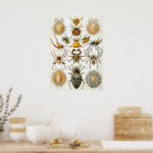 Arachniden van Ernst Haeckel,  Spinnen Poster (Keuken)