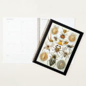 Arachnides par Ernest Haeckel poster vintage (Devant avec enveloppe)