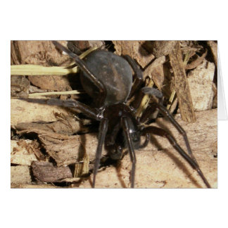 Araignée