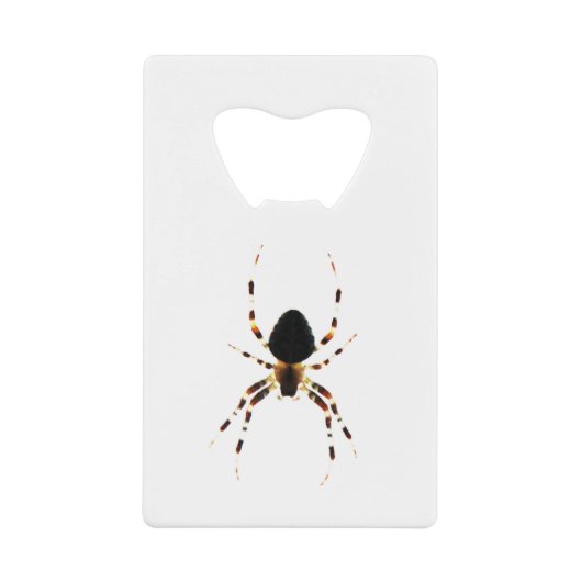 Araignée (Devant)