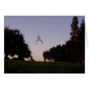 Araignée