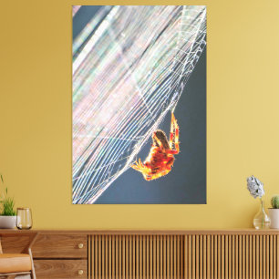 Araignée à toile sur toile