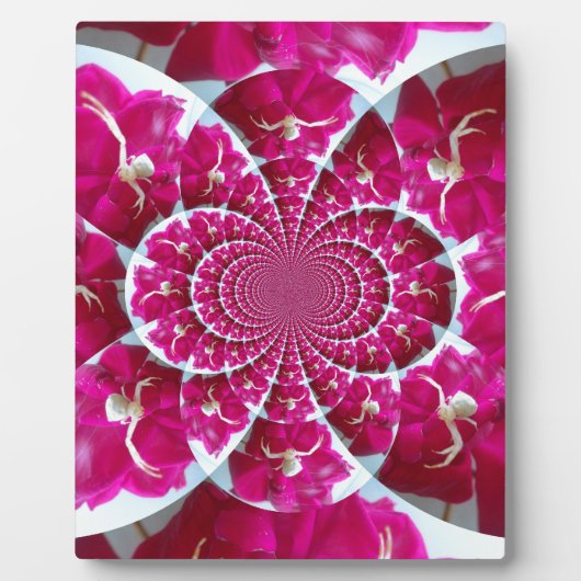 Araignée blanche sur une belle plaque rouge rose (Devant)