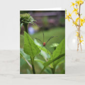 Araignée, carte (Fleur jaune)