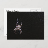Araignée croisée ~ carte postale (Devant / Derrière)