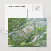 Araignée dans la carte postale Retraite (Devant / Derrière)
