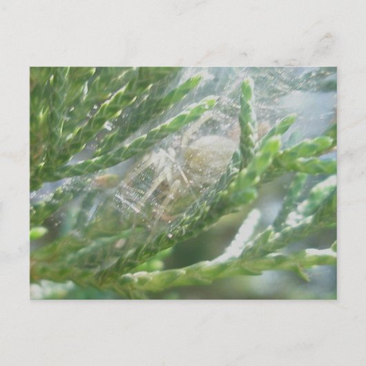 Araignée dans la carte postale Retraite (Devant)
