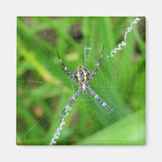 Araignée de canne - Aimant de Big Island