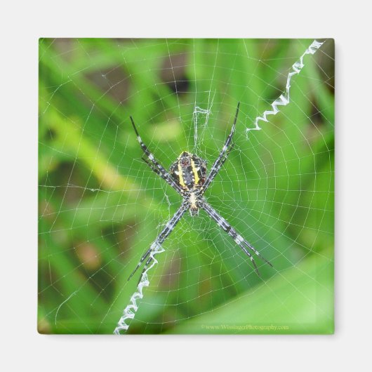 Araignée de canne - Aimant de Big Island (Devant)