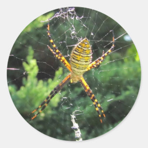 Araignée de jardin bordée ~ autocollant