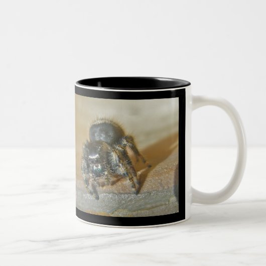 Araignée de saut (Phiddipus audax) Mug (Droit)