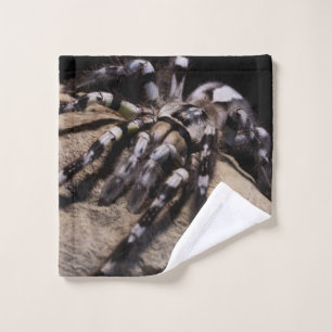 Araignée de tarantule