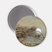 Araignée Loup Avec Aimant Oeuf Sac (Recto/Verso)