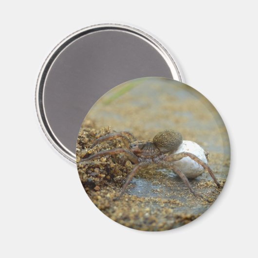 Araignée Loup Avec Aimant Oeuf Sac (Recto/Verso)