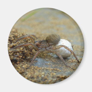 Araignée Loup Avec Aimant Oeuf Sac