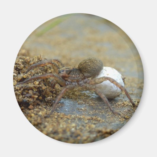 Araignée Loup Avec Aimant Oeuf Sac (Devant)