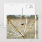 Araignée minuscule sur la carte postale dentelle d (Devant / Derrière)